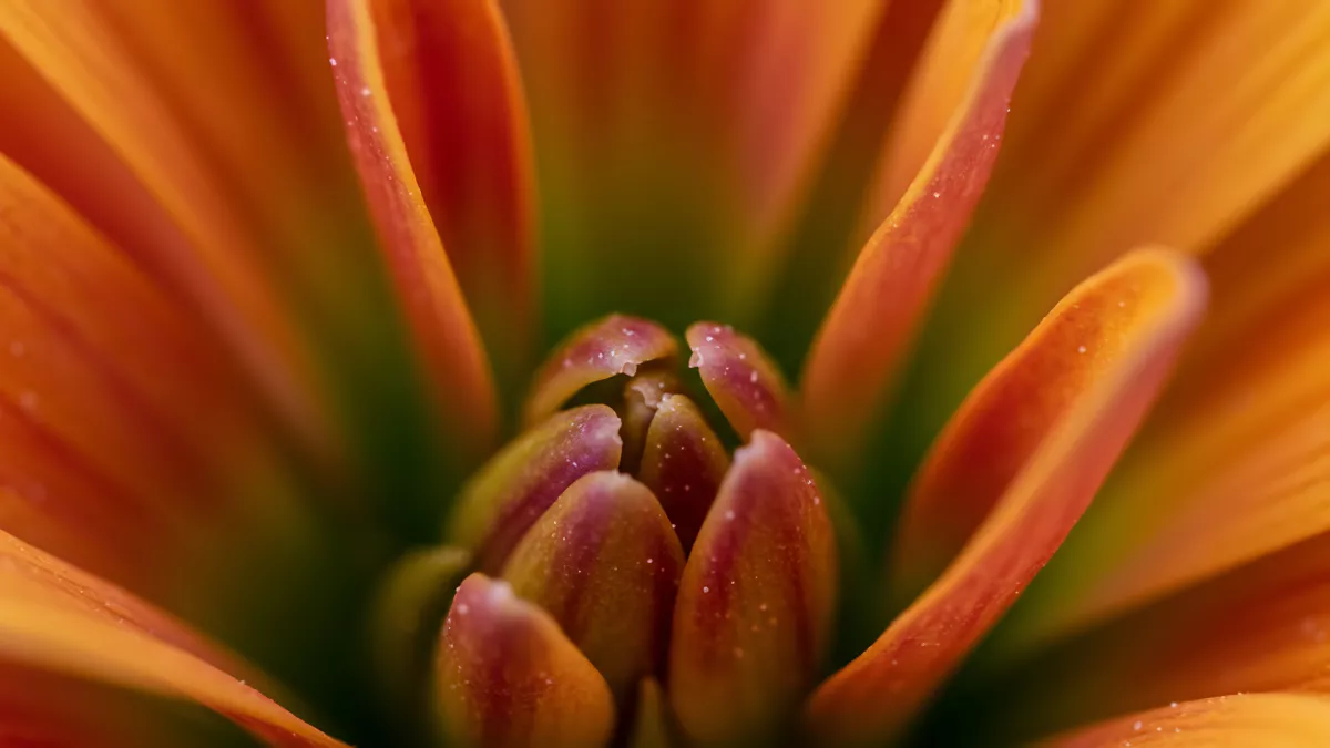 Macro Shot of a Fiery Orange Chrysanthemum Flower