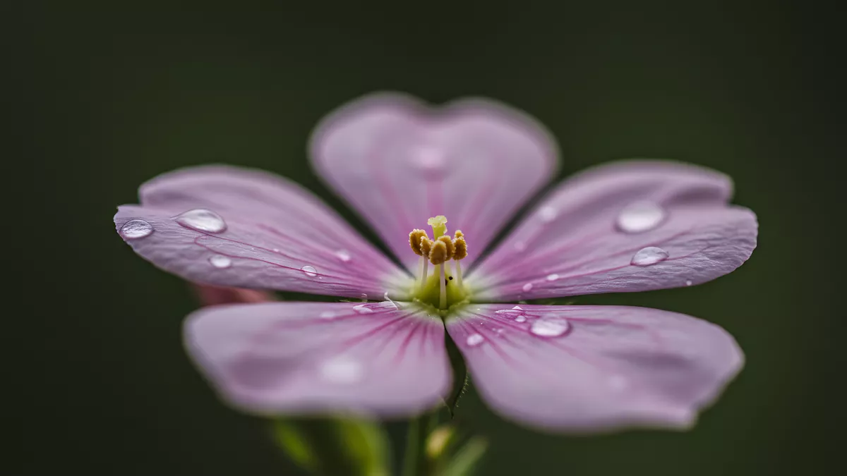 Macro Shot of a Pink Flower with Water Droplets