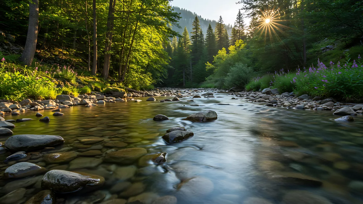 Sunlit River Flowing Through a Lush Green Forest