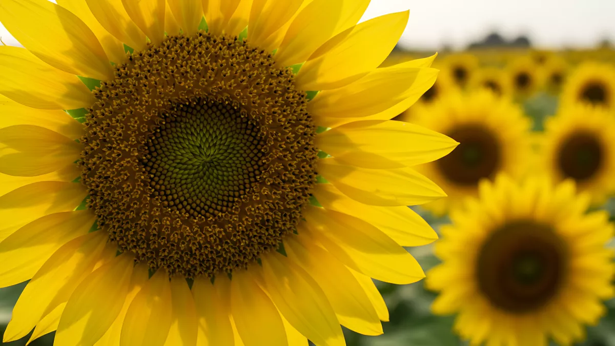 Vibrant Yellow Sunflower Field Basked in Warm Sunlight