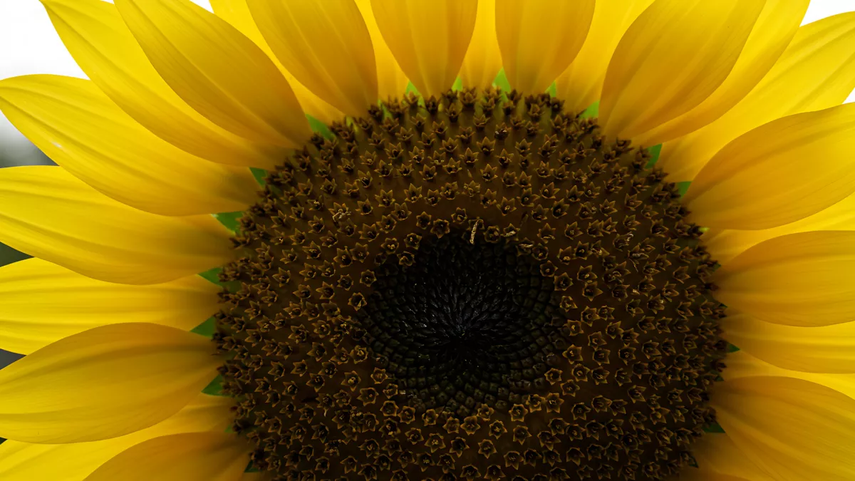 Golden Sunflower Up Close and Personal Macro Shot