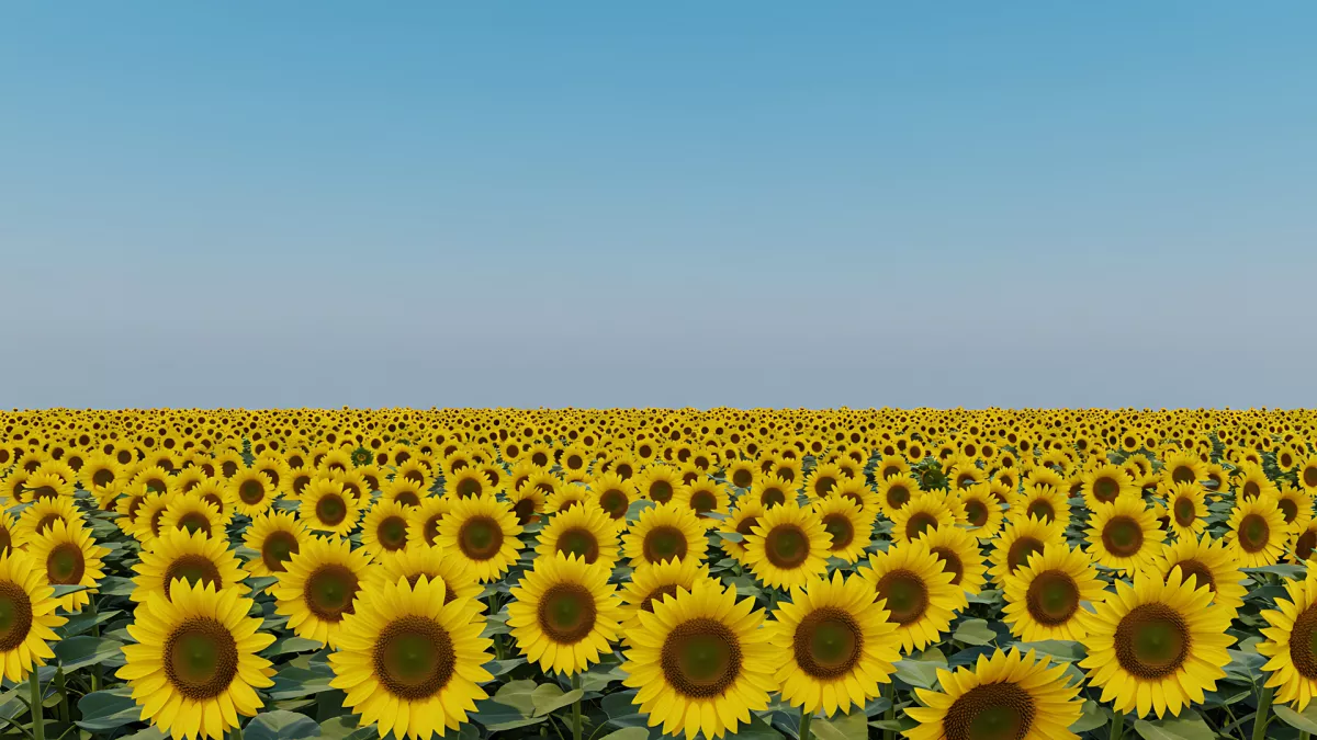 Vibrant Sunflower Field Under a Clear Blue Sky