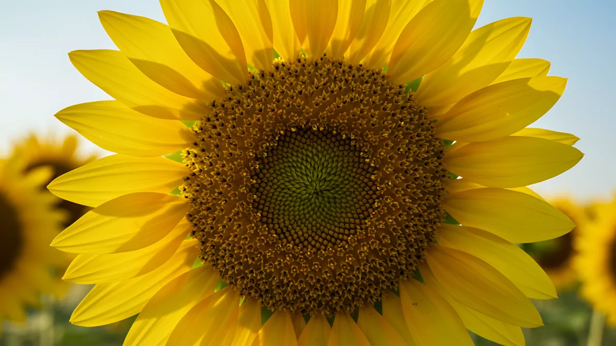 Up Close and Personal with a Sunny Sunflower Field