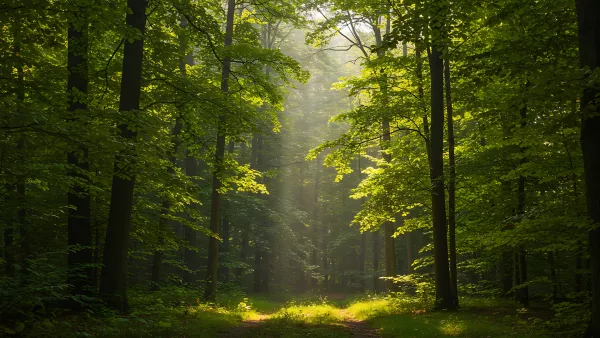 Sunlit Forest Path A Dreamy Green Escape