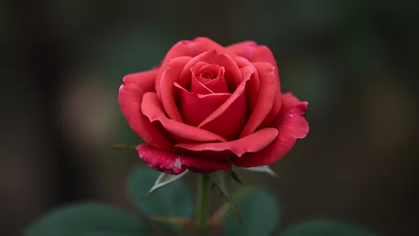 Close up of a Red Rose in Full Bloom Looking Pretty