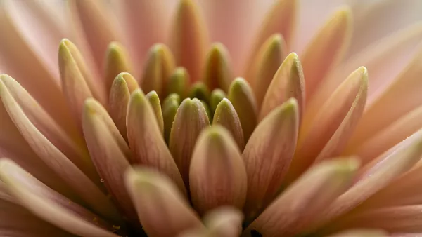 Close Up of a Flower with Soft Peach and Green Tones