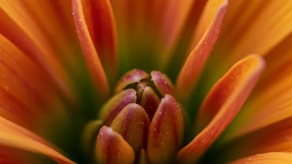 Macro Shot of a Fiery Orange Chrysanthemum Flower
