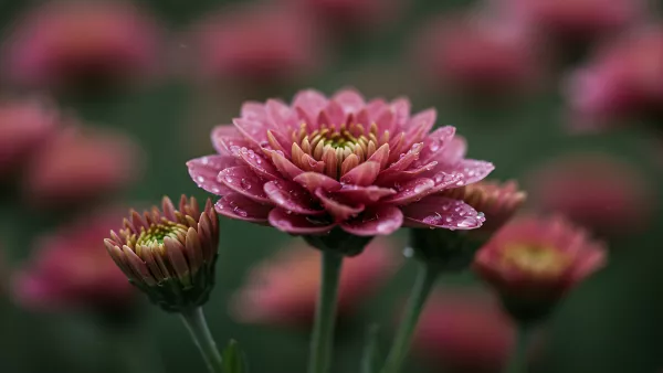 Dew kissed chrysanthemum looking fresh af after a rain