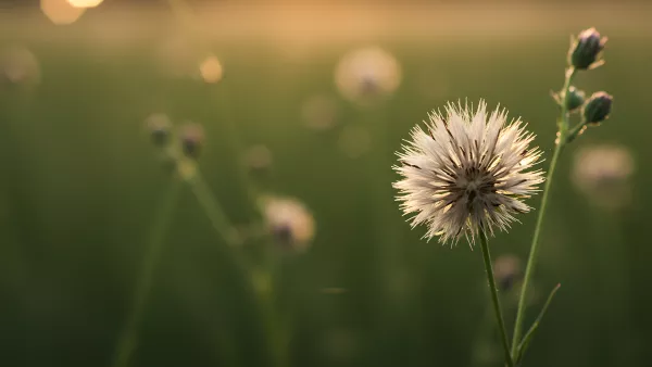 Dandelion Sunset Vibes in a Field of Dreams