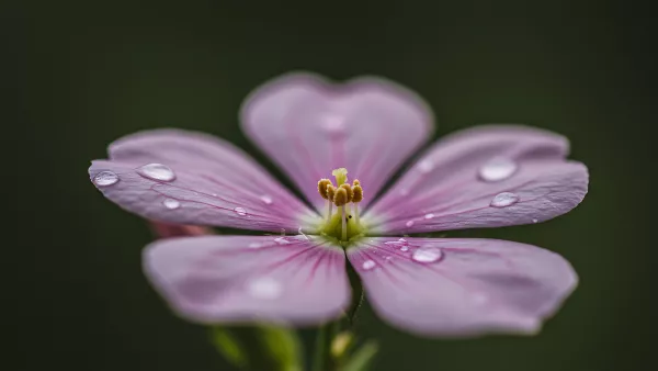 Macro Shot of a Pink Flower with Water Droplets