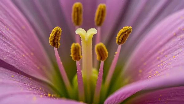 Macro Shot of a Pink Flower Center with Yellow Pollen