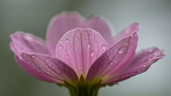 Macro Shot of a Pink Flower with Water Droplets So Fresh