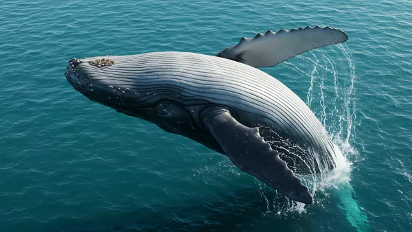 Majestic Humpback Whale Breaching in Azure Ocean Waters