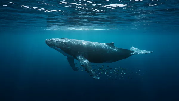 Humpback Whale Gliding Through the Deep Blue Sea