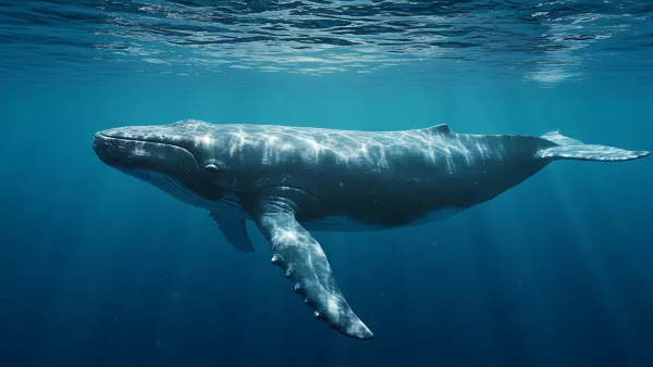 Majestic Humpback Whale Glides Through the Deep Blue Sea
