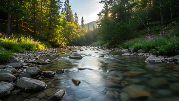 Sun kissed river flowing through a forest