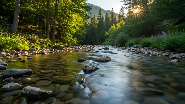 Sunlit River Flowing Through a Lush Green Forest