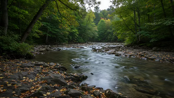 Babbling Brook Through the Woods Serene Autumn Day