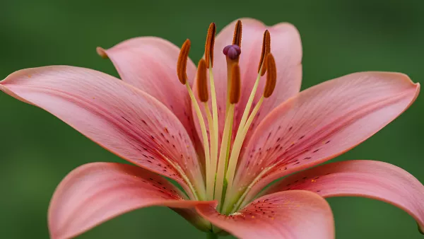Close up on a pink lily in full bloom so dreamy