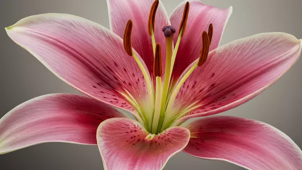 Close Up on a Pink Lily Bloom Macro Floral Beauty