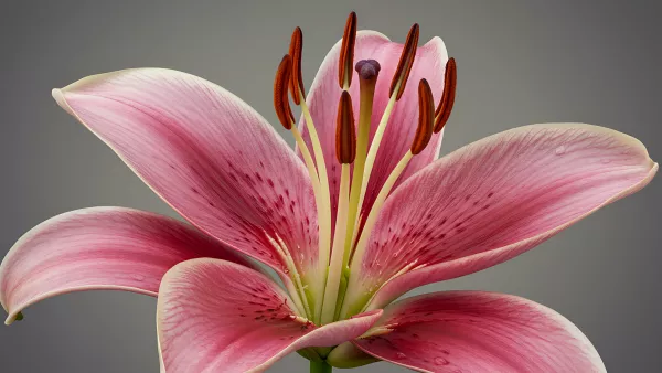 Close Up of a Pink Lily Flower on a Gray Background