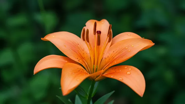 Close up of an Orange Lily Flower with Water Droplets