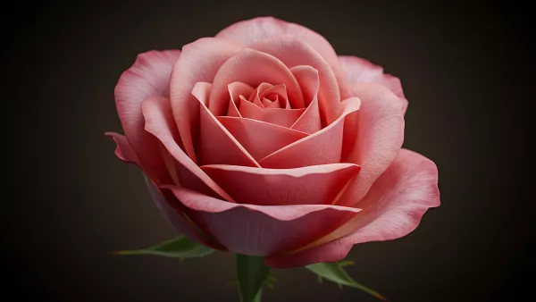 Dusty Rose in Bloom A Moody Floral Vibe Check