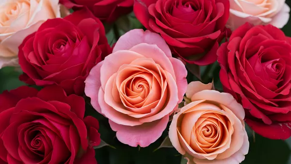 Deep Red and Soft Peach Roses in a Dreamy Floral Haze