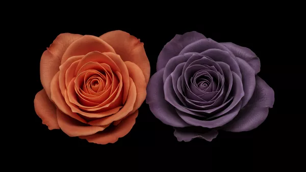 Two Roses on Black Background Orange and Purple Hues