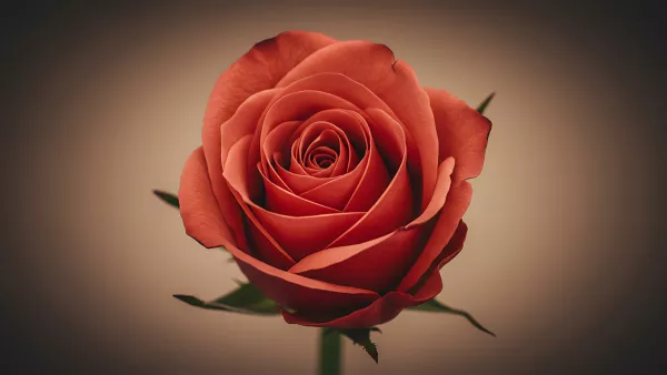 Close-up of a Red Rose in Full Bloom So Romantic