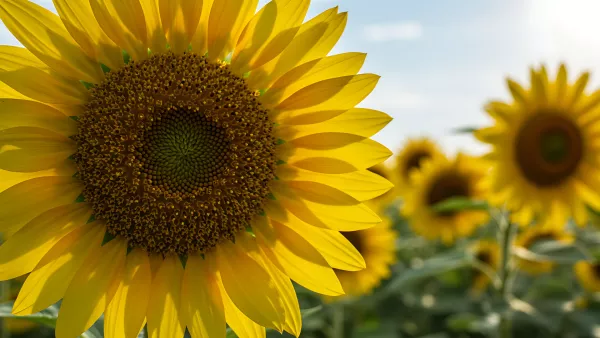 Up Close and Personal with a Sunflower Field