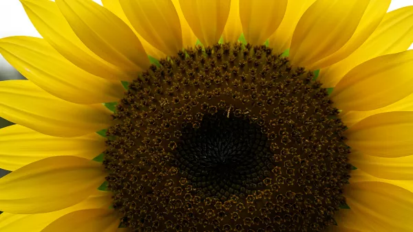 Golden Sunflower Up Close and Personal Macro Shot