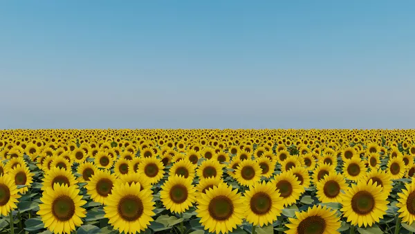 Vibrant Sunflower Field Under a Clear Blue Sky