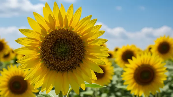Vibrant sunflowers basking under a clear blue summer sky