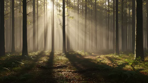 Sun-Kissed Forest Trail A Dreamy Escape into Nature