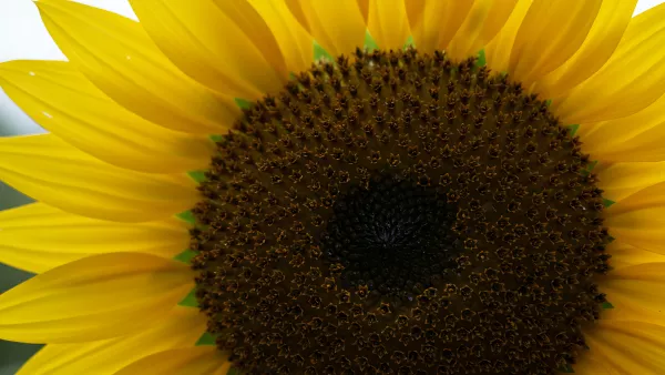 Sunflower Up Close and Personal Macro Shot