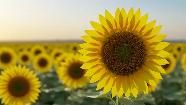 Golden Hour Among the Sunflowers Dreamy Summer Vibes