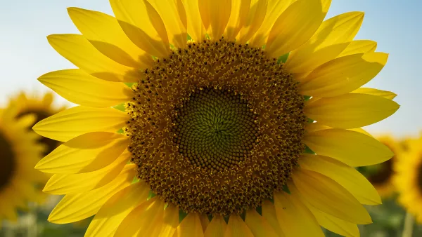 Up Close and Personal with a Sunny Sunflower Field