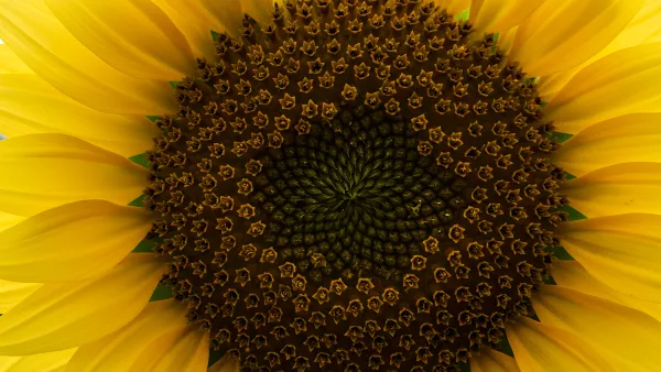 Golden Sunflower Center Up Close Macro Shot