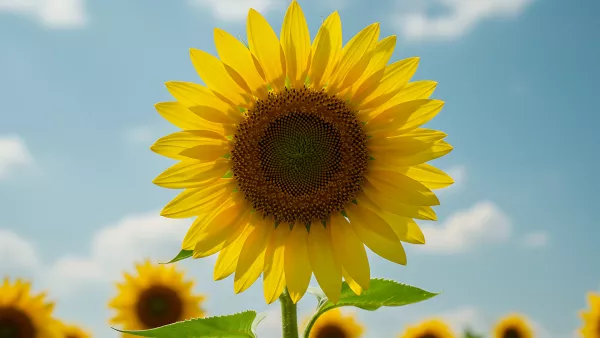 Sunflower Power Golden Petals Against a Summer Sky