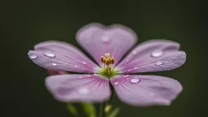 Macro Shot of a Pink Flower with Water Droplets