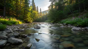 Sun kissed river flowing through a forest