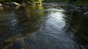 Sunlight Dancing on a River's Gentle Flow Serene Nature