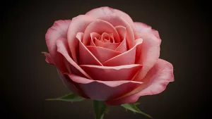 Dusty Rose in Bloom A Moody Floral Vibe Check