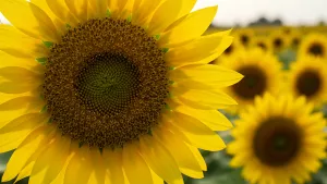 Vibrant Yellow Sunflower Field Basked in Warm Sunlight