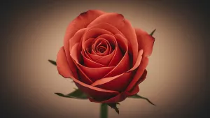 Close-up of a Red Rose in Full Bloom So Romantic