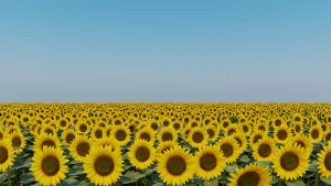 Vibrant Sunflower Field Under a Clear Blue Sky