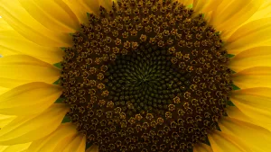 Golden Sunflower Center Up Close Macro Shot